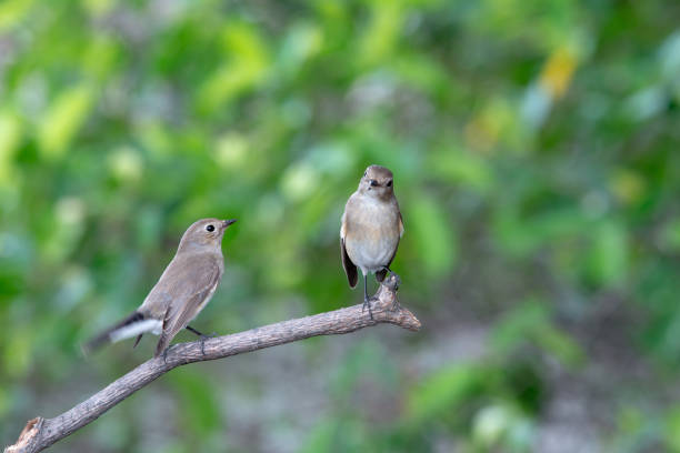 istock Red-throated Flycatcher or Taiga Flycatcher 1026936638