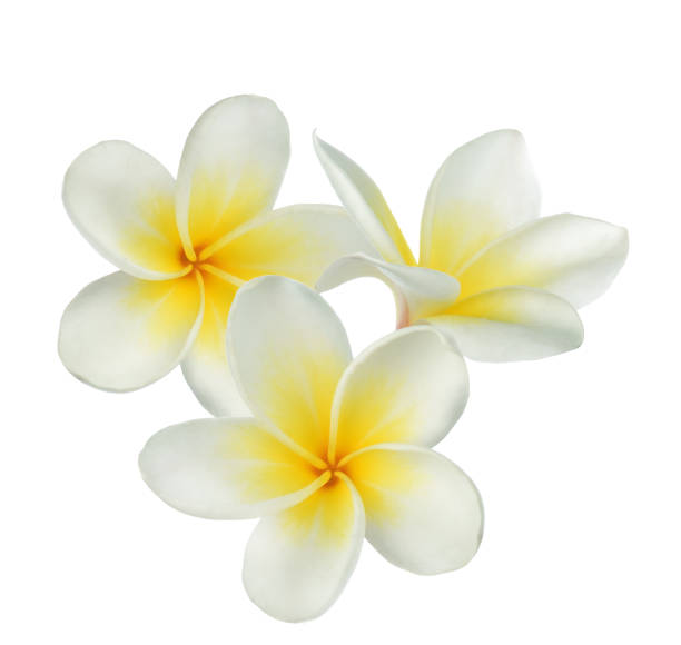 istock Frangipani flower on white background 1026936820