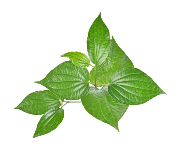 istock Wildbetal leafbush on white background 1026936932