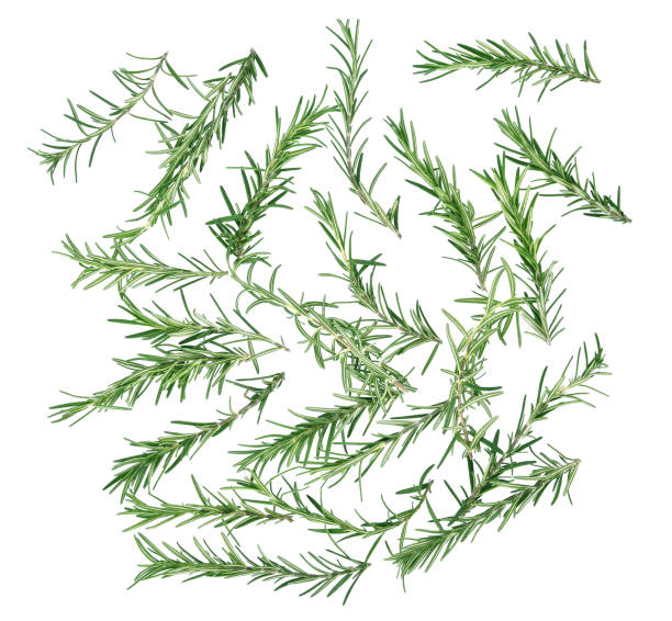 istock Top view of rosemary on white background 1026936968