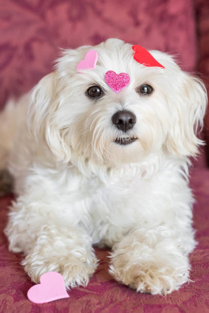istock Dog with heart shapes 1026937304