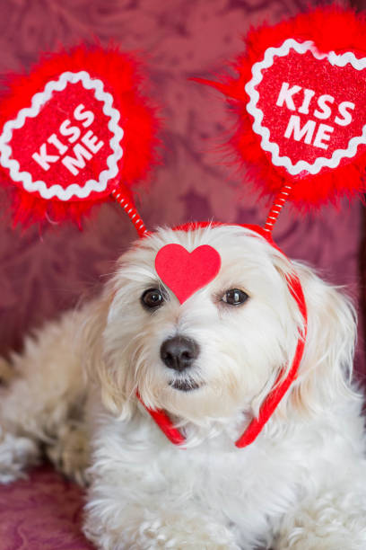 istock Small dog wearing heart headband 1026937306