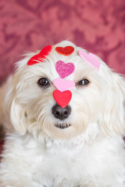 istock Dog covered in hearts 1026937320