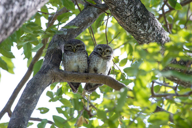 istock Spotted owlet is a small owl which breeds in tropical Asia 1026942020