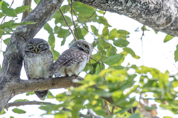 istock Spotted owlet is a small owl which breeds in tropical Asia 1026942028