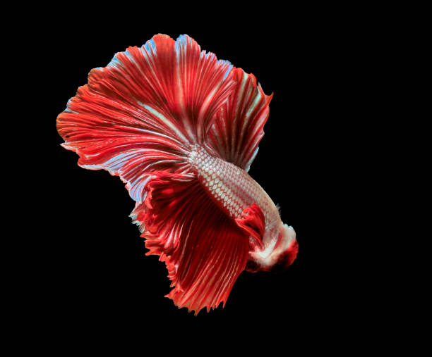 istock Siamese fighting fish, red fish, black background Betta splendens, Betta Fish, Halfmoon Betta. 1026942646