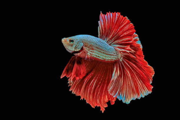 istock Siamese fighting fish, red fish, black background Betta splendens, Betta Fish, Halfmoon Betta. 1026942786