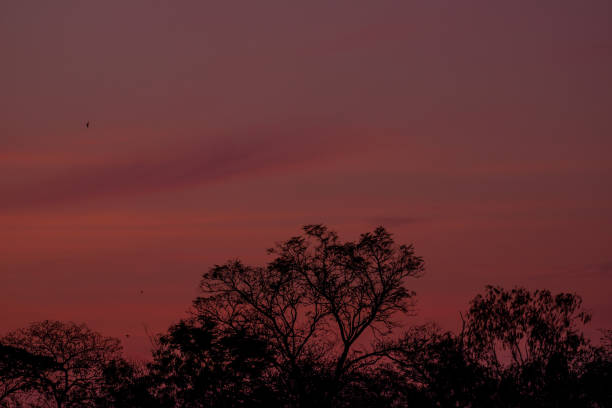 Silhouette of tree with beautiful sunset background