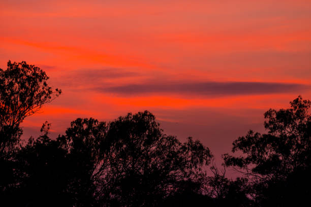 istock Silhouette of tree with beautiful sunset background 1026942868