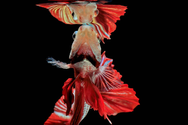 istock Siamese fighting fish, red fish, black background Betta splendens, Betta Fish, Halfmoon Betta. 1026942952