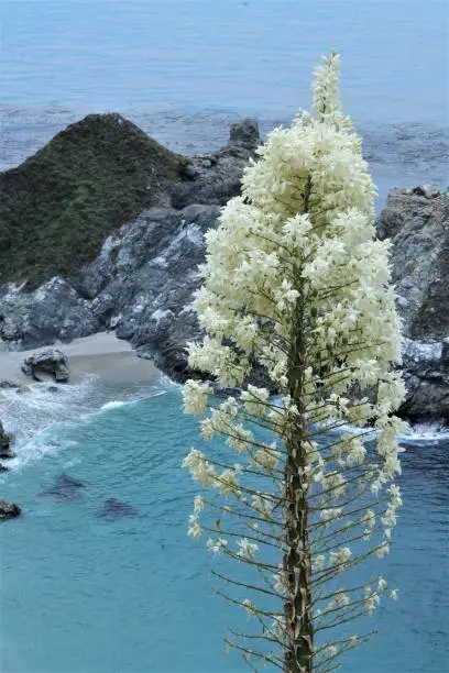 Flower in front of Pacific Ocean from California coastline
