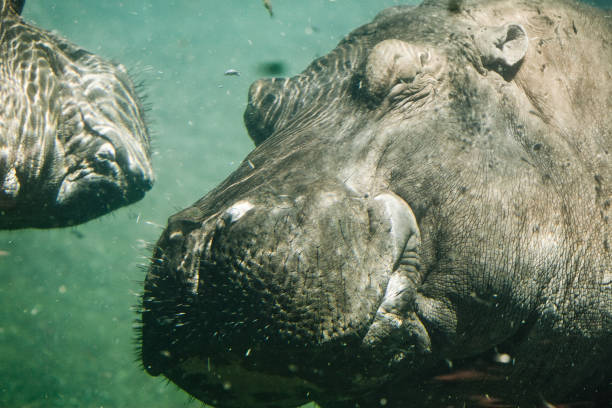 istock Two fat hippopotamus under water; almost sleeping. 1026948210