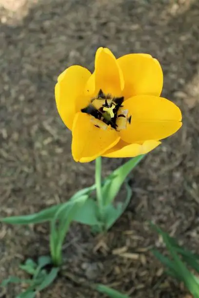 Top down perspective of flower in garden environment, New York