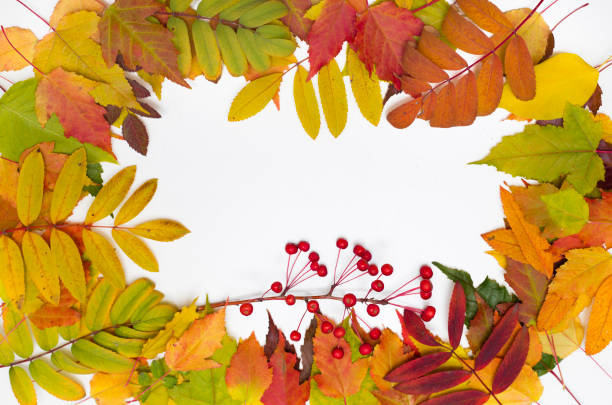 istock Autumn foliage on white background. Colorful leaves frame. 1026954386