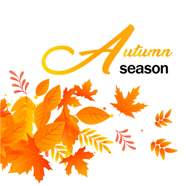 illustrations, cliparts, dessins animés et icônes de saison automne autumn leaves white background vector image - september wind november chestnut