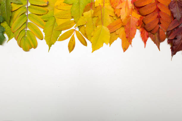 istock Autumn foliage on white background. Colorful leaves border. 1026954496