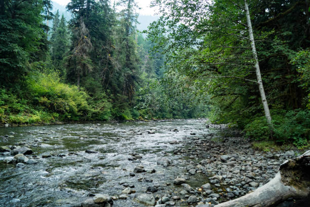 istock Duckabush river flowing in Olympic National Park in Washington 1026960312
