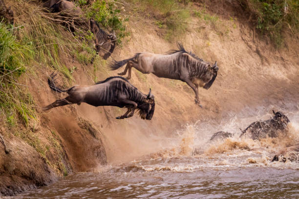 Great migration stock photo