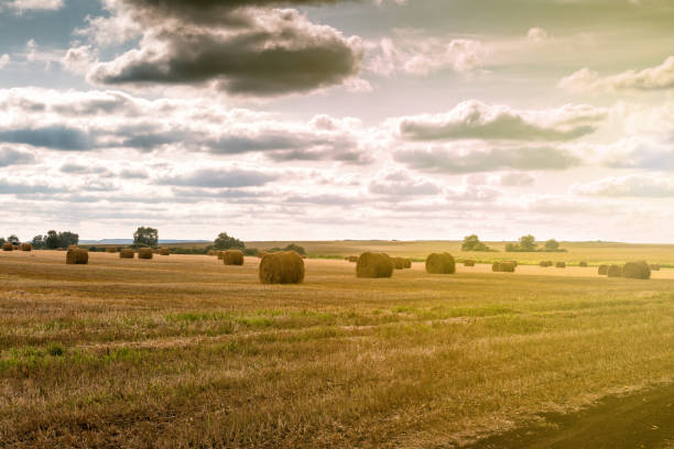 istock Twisted haystack on agriculture field landscape 1026966180