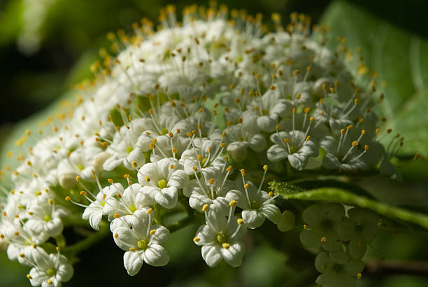 viburnum lantana flores - wayfaring - fotografias e filmes do acervo