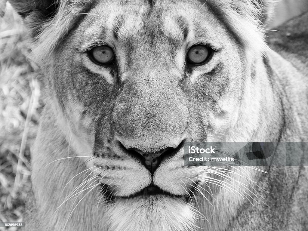 Lion Portrait  Black And White Stock Photo