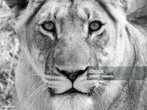 Lion Portrait Stock Photo - Download Image Now - Black And White, Lion - Feline, Adult