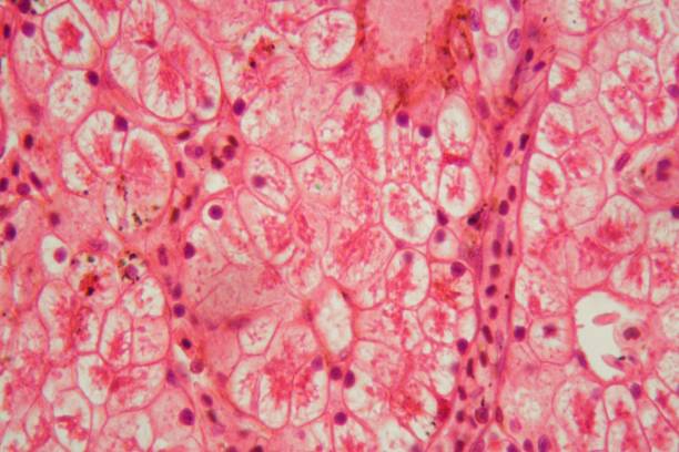 foto microscopio de una sección a través de las células de un hígado de rana - animal cell fotografías e imágenes de stock