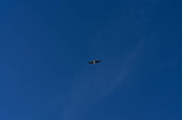istock Sea-gull flying in a deep blue sky 1026976226