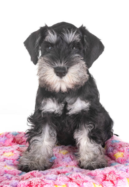 istock puppy miniature schnauzer 1026978940