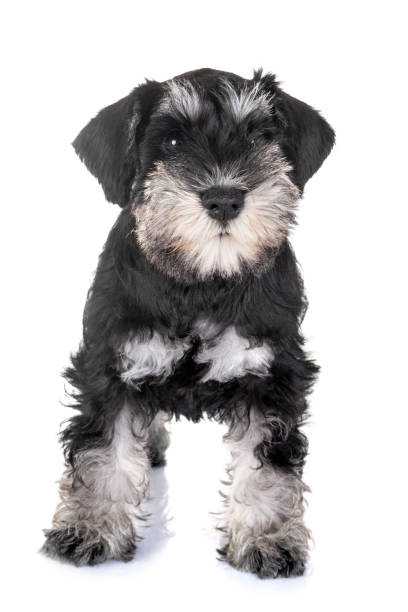 istock puppy miniature schnauzer 1026978962
