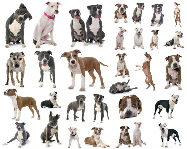 istock american staffordshire terrier 1026982542