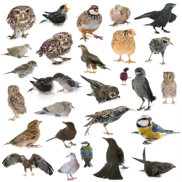 istock group of wild birds 1026982854
