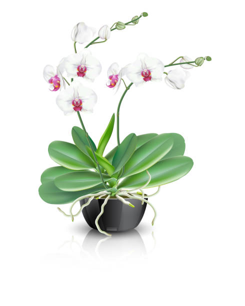 weiße phalaenopsis orchidee in vase - orchid red flower head white background stock-grafiken, -clipart, -cartoons und -symbole