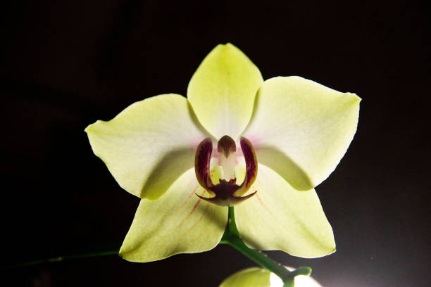 istock Blooming orhid flowers Phalaenopsis lemon colors blossoming 1026985844