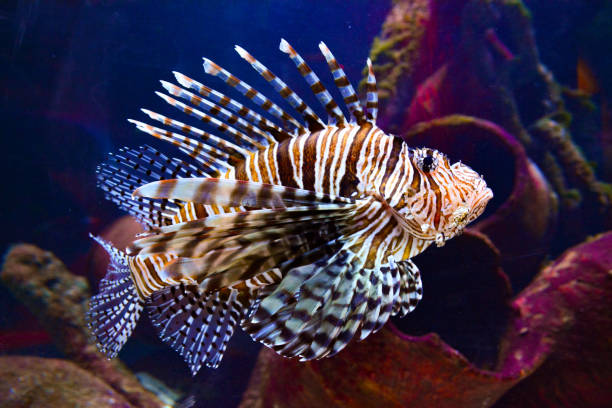 Pterois (lionfish) underwater Pterois (lionfish) underwater scorpionfish photos stock pictures, royalty-free photos & images