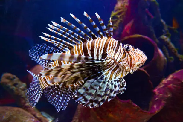 Pterois (lionfish) underwater