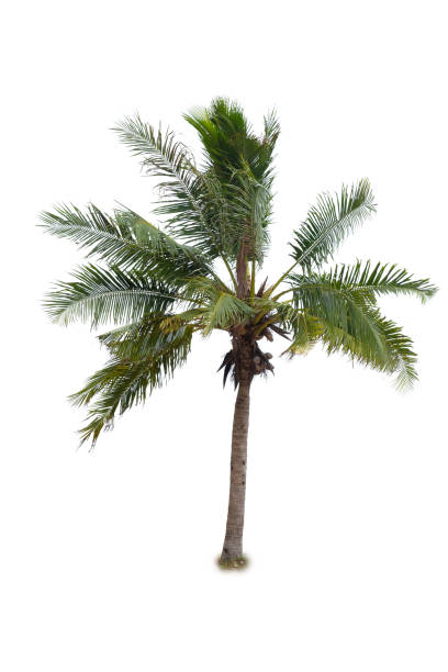 istock coconut tree tropical island plant isolated on white background 1026992856