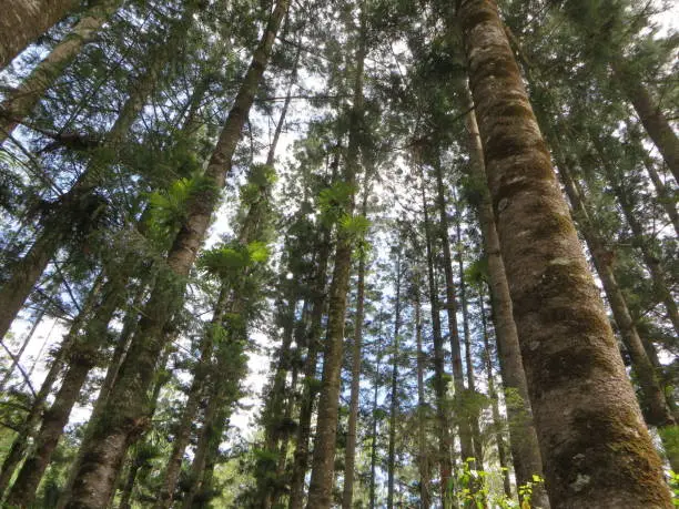 Natural canopy of tropical rainforest growing on the largest sand island in the world.  Photo taken at World Heritage Listed Fraser Island, Queensland, Australia.