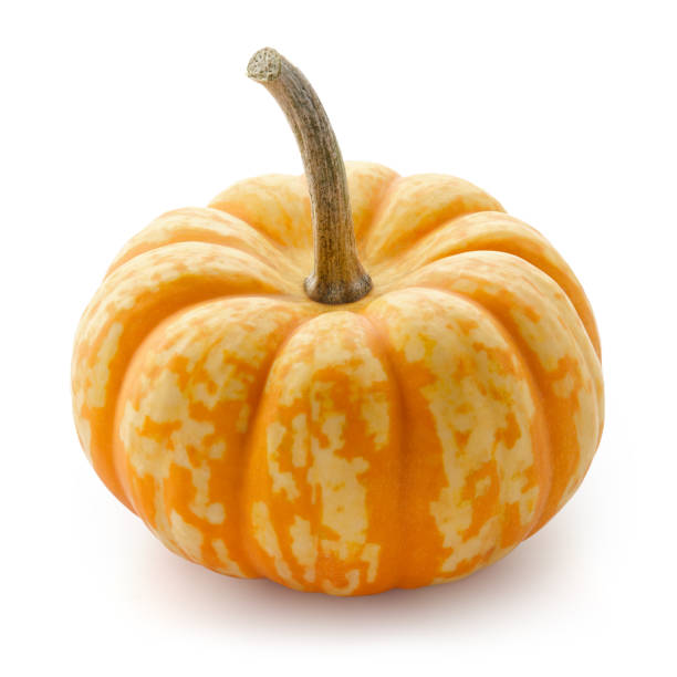 piccola zucca con strisce arancioni isolate su bianco - pumpkin small orange holiday foto e immagini stock
