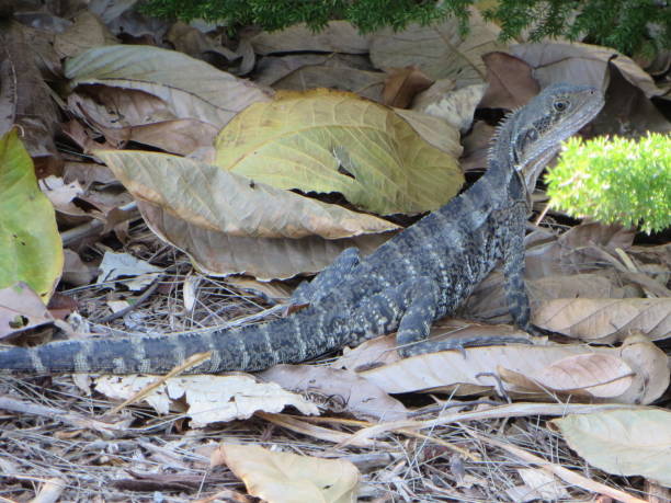 グレー ストライプ乾燥葉にトカゲの立っています。 - lizard landscape desert australia ストックフォトと画像