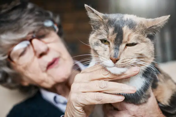 Photo of Pet cat doing its best to ignore senior female owner