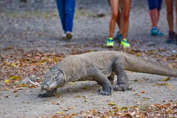 Photo of Wild Komodo dragon, the largest species of lizard, at Komodo National Park