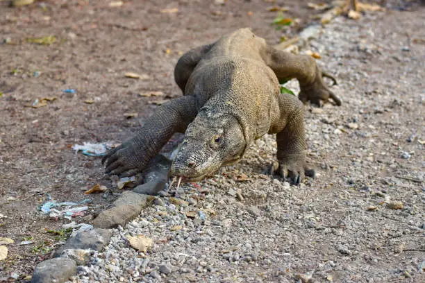 Photo of Wild Komodo dragon, the largest species of lizard, at Komodo National Park