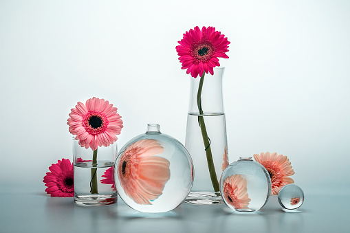 Still life with glass vases of various shapes and gerbera daisy flowers