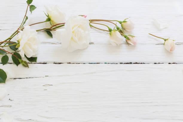 istock roses on white wooden background 1027020224
