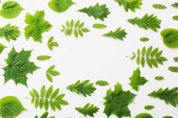 istock green leaves on paper background 1027020326