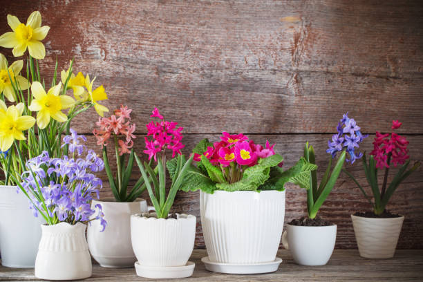 istock spring flowers on old wooden background 1027020340