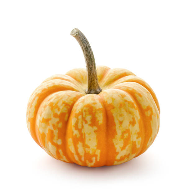 piccola zucca con strisce arancioni isolate su bianco - pumpkin small orange holiday foto e immagini stock