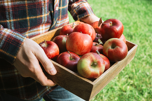 Man in plaid shirt holding wooden box with organic ripe red apples, selective focus