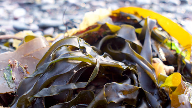 istock Seaweed along the shoreline 1027030340